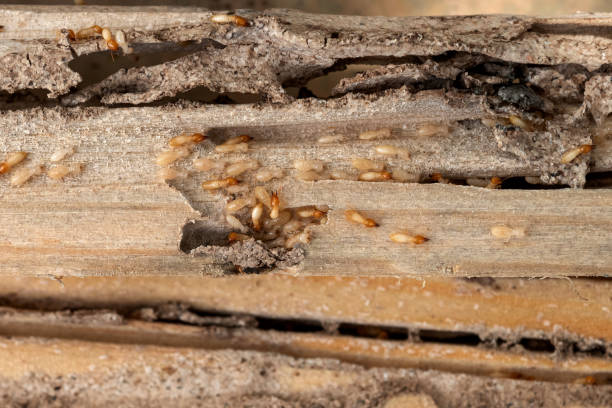 Best Termite Control Services  in Norris City, IL